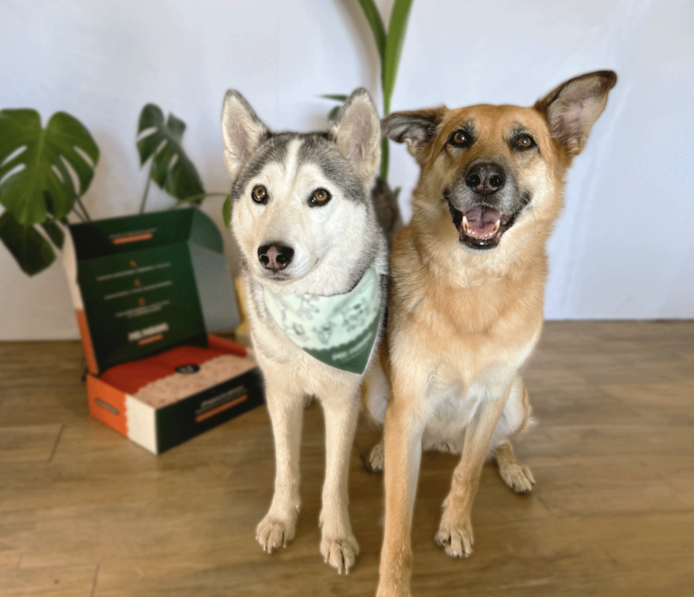 Dos perros diferentes