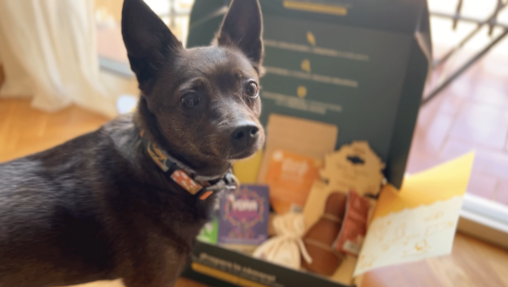 Perro con caja pet parent